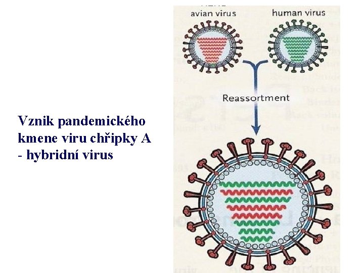 Vznik pandemického kmene viru chřipky A - hybridní virus 