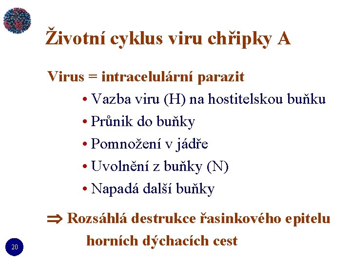 Životní cyklus viru chřipky A Virus = intracelulární parazit • Vazba viru (H) na