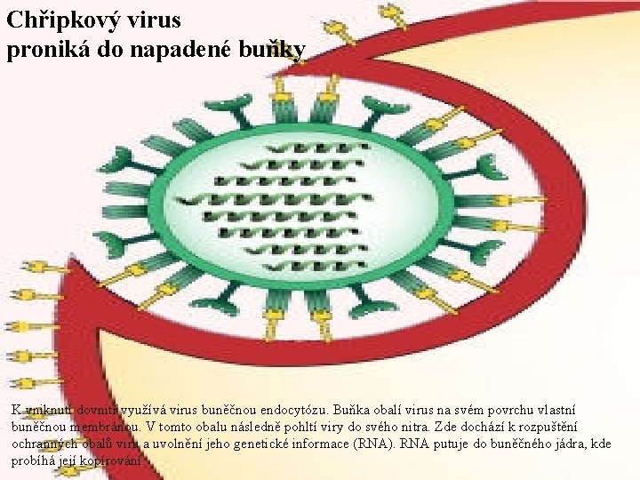 Chřipkový virus proniká do napadené buňky K vniknutí dovnitř využívá virus buněčnou endocytózu. Buňka