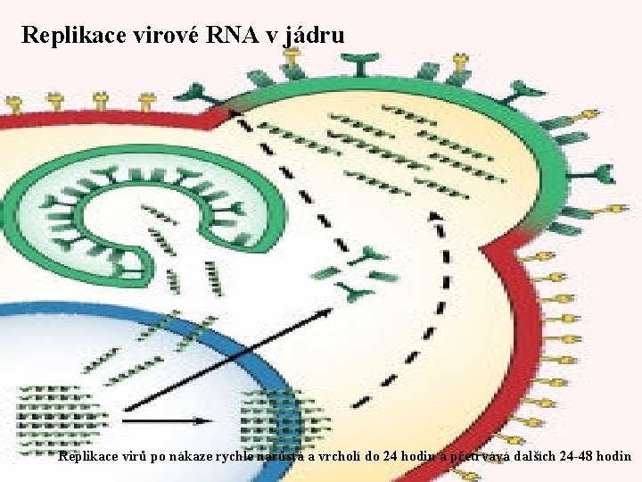 Replikace virové RNA v jádru Replikace virů po nákaze rychle narůstá a vrcholí do