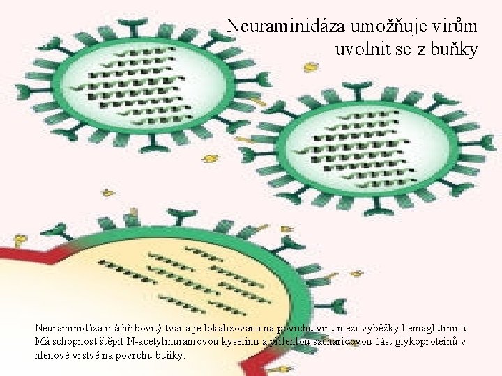 Neuraminidáza umožňuje virům uvolnit se z buňky Neuraminidáza má hřibovitý tvar a je lokalizována