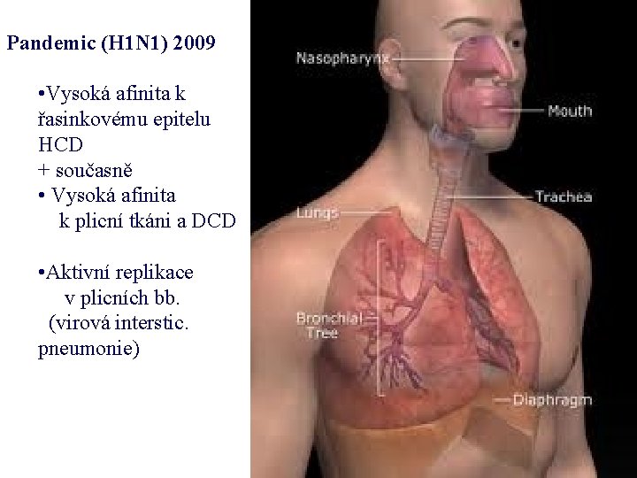 Pandemic (H 1 N 1) 2009 • Vysoká afinita k řasinkovému epitelu HCD +