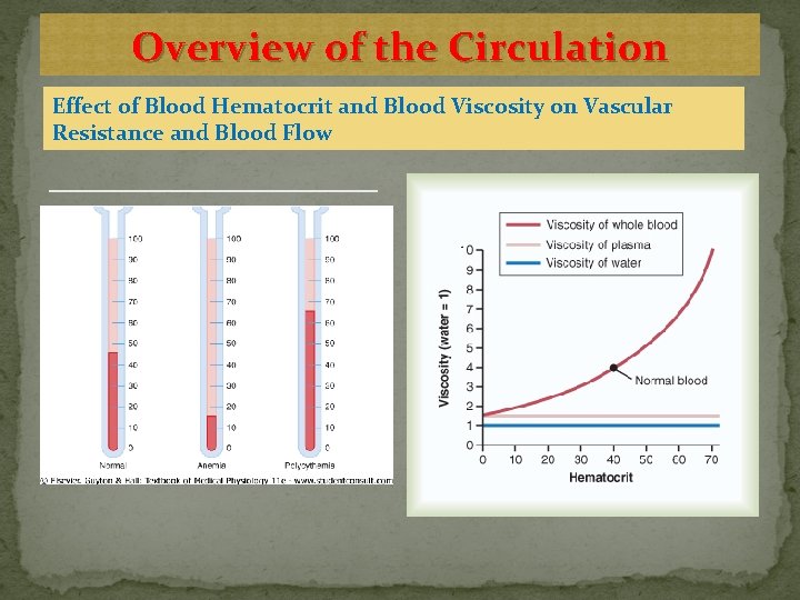 Overview of the Circulation Effect of Blood Hematocrit and Blood Viscosity on Vascular Resistance