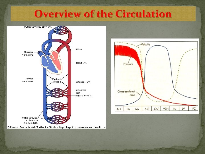 Overview of the Circulation 