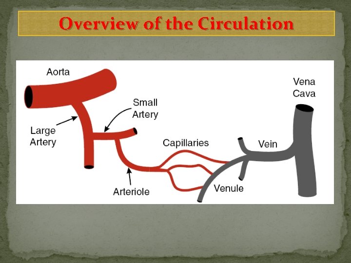 Overview of the Circulation 