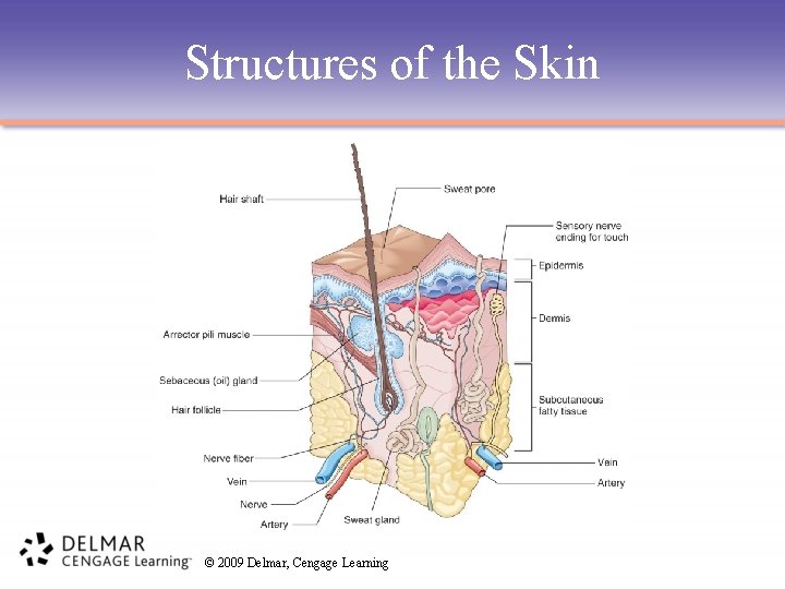 Structures of the Skin © 2009 Delmar, Cengage Learning 