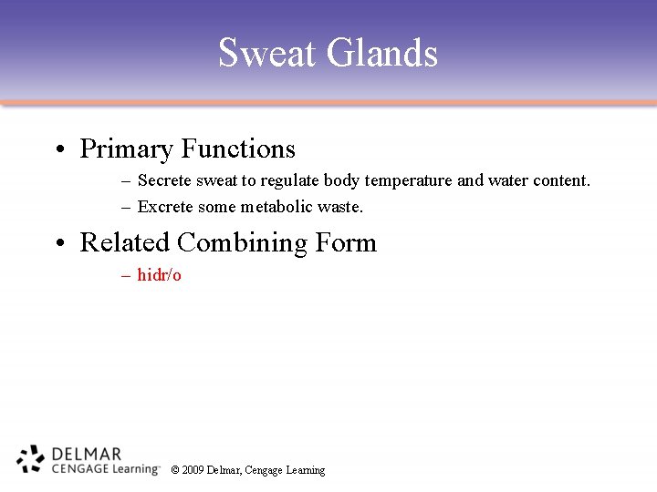 Sweat Glands • Primary Functions – Secrete sweat to regulate body temperature and water