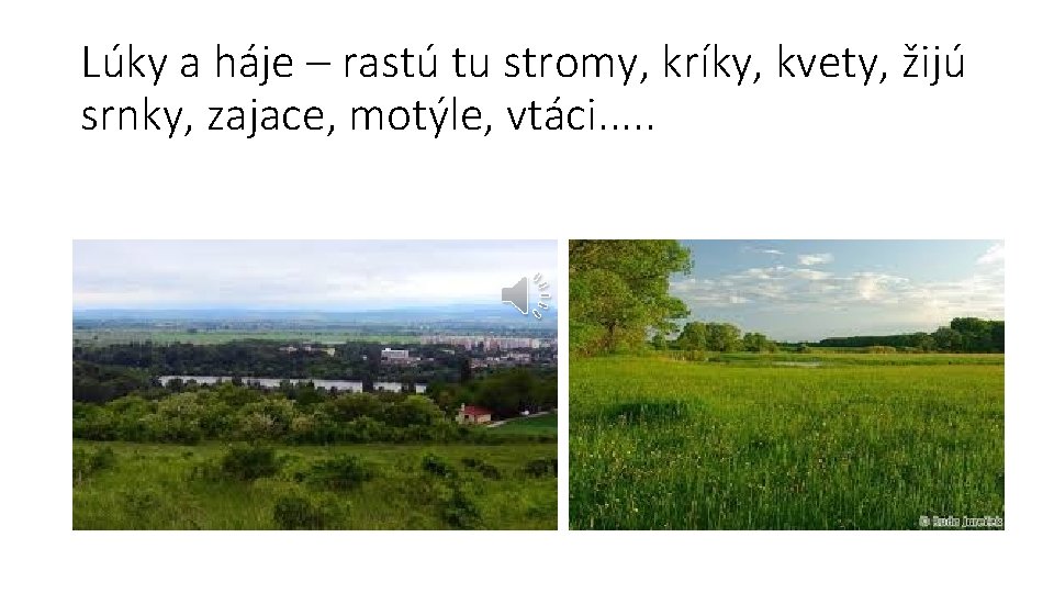 Lúky a háje – rastú tu stromy, kríky, kvety, žijú srnky, zajace, motýle, vtáci.