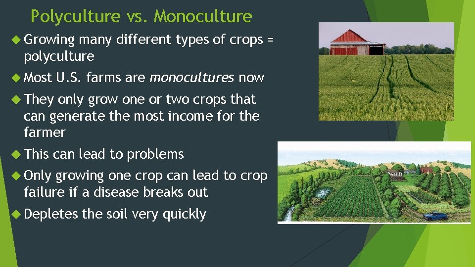 Polyculture vs. Monoculture Growing many different types of crops = polyculture Most U. S.