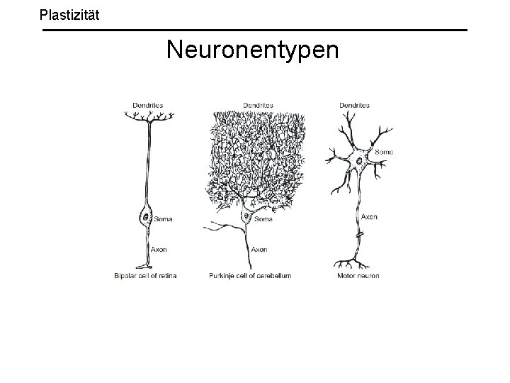 Plastizität Neuronentypen 