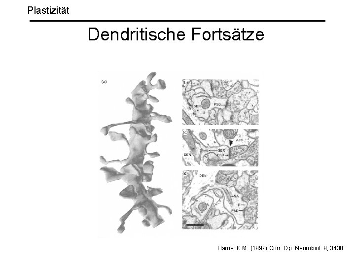 Plastizität Dendritische Fortsätze Harris, K. M. (1999) Curr. Op. Neurobiol. 9, 343 ff 