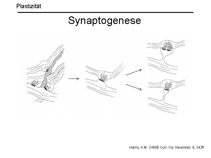 Plastizität Synaptogenese Harris, K. M. (1999) Curr. Op. Neurobiol. 9, 343 ff 