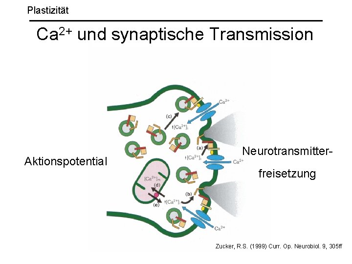 Plastizität Ca 2+ und synaptische Transmission Aktionspotential Neurotransmitterfreisetzung Zucker, R. S. (1999) Curr. Op.