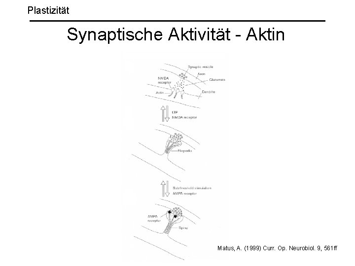 Plastizität Synaptische Aktivität - Aktin Matus, A. (1999) Curr. Op. Neurobiol. 9, 561 ff