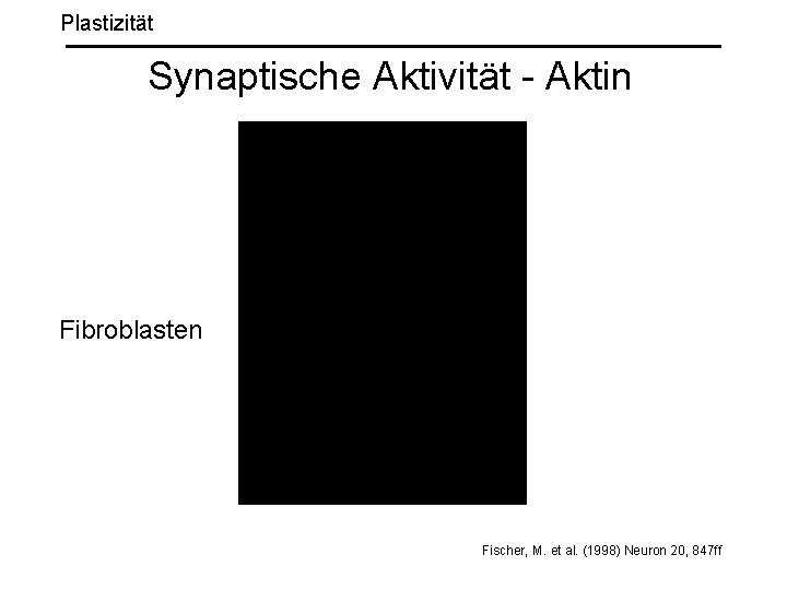 Plastizität Synaptische Aktivität - Aktin Fibroblasten Fischer, M. et al. (1998) Neuron 20, 847