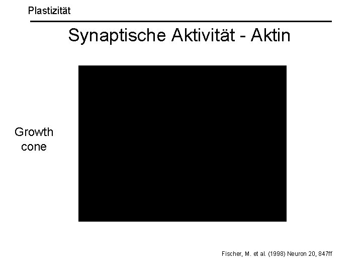 Plastizität Synaptische Aktivität - Aktin Growth cone Fischer, M. et al. (1998) Neuron 20,