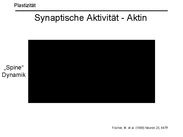 Plastizität Synaptische Aktivität - Aktin „Spine“ Dynamik Fischer, M. et al. (1998) Neuron 20,