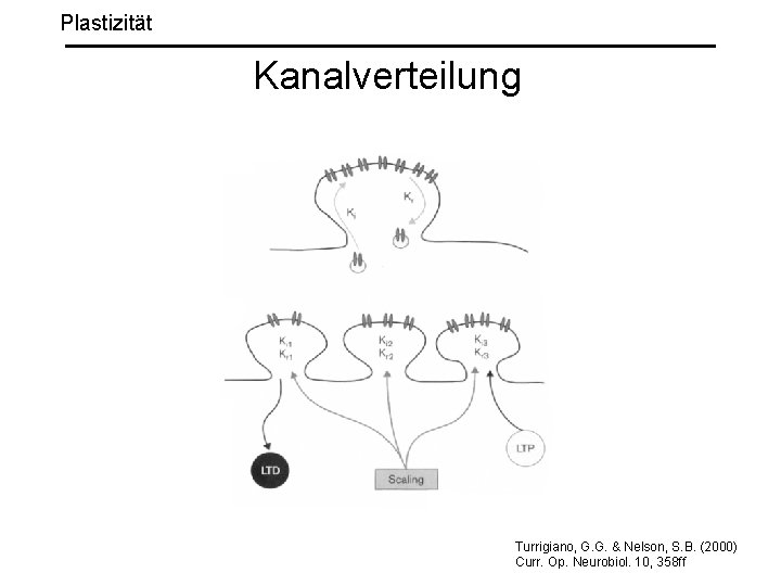 Plastizität Kanalverteilung Turrigiano, G. G. & Nelson, S. B. (2000) Curr. Op. Neurobiol. 10,
