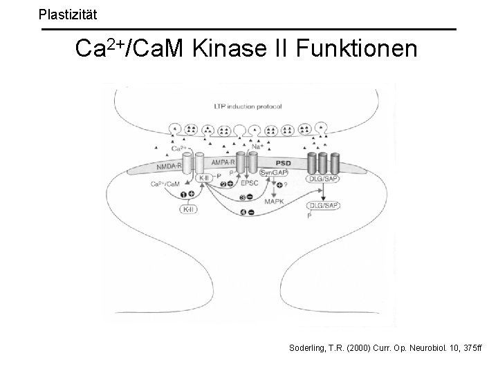 Plastizität Ca 2+/Ca. M Kinase II Funktionen Soderling, T. R. (2000) Curr. Op. Neurobiol.