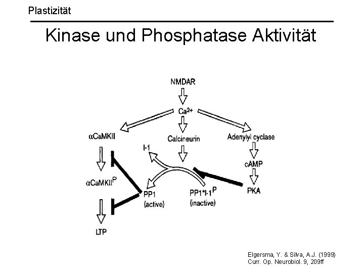 Plastizität Kinase und Phosphatase Aktivität Elgersma, Y. & Silva, A. J. (1999) Curr. Op.