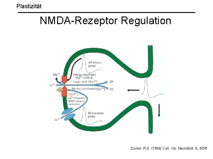 Plastizität NMDA-Rezeptor Regulation Zucker, R. S. (1999) Curr. Op. Neurobiol. 9, 305 ff 