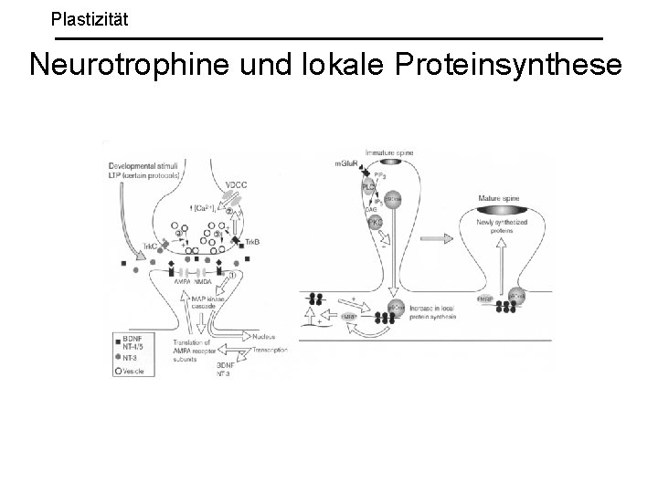 Plastizität Neurotrophine und lokale Proteinsynthese 