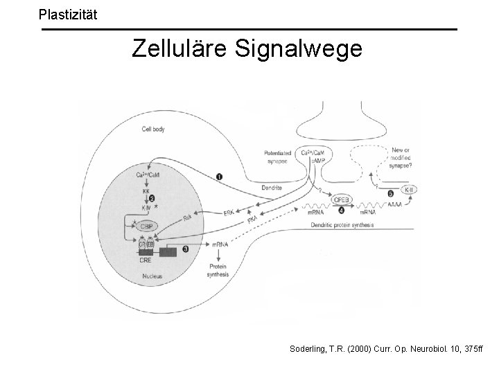 Plastizität Zelluläre Signalwege Soderling, T. R. (2000) Curr. Op. Neurobiol. 10, 375 ff 