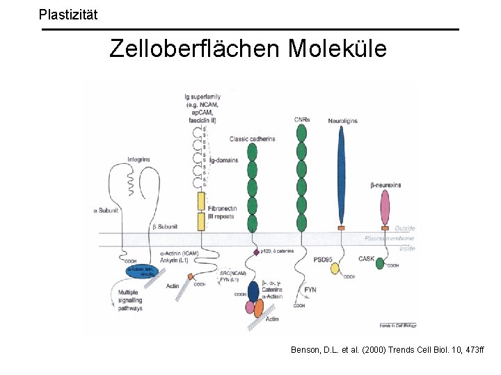 Plastizität Zelloberflächen Moleküle Benson, D. L. et al. (2000) Trends Cell Biol. 10, 473