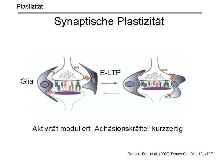 Plastizität Synaptische Plastizität E-LTP Glia Aktivität moduliert „Adhäsionskräfte“ kurzzeitig Benson, D. L. et al.