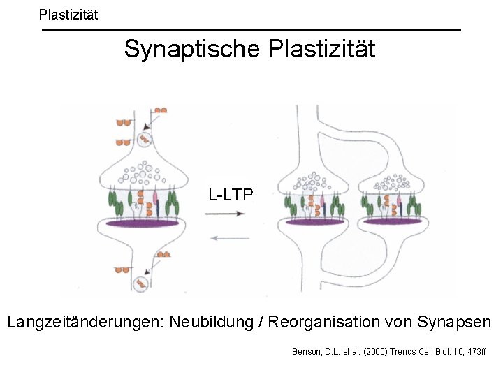 Plastizität Synaptische Plastizität L-LTP Langzeitänderungen: Neubildung / Reorganisation von Synapsen Benson, D. L. et