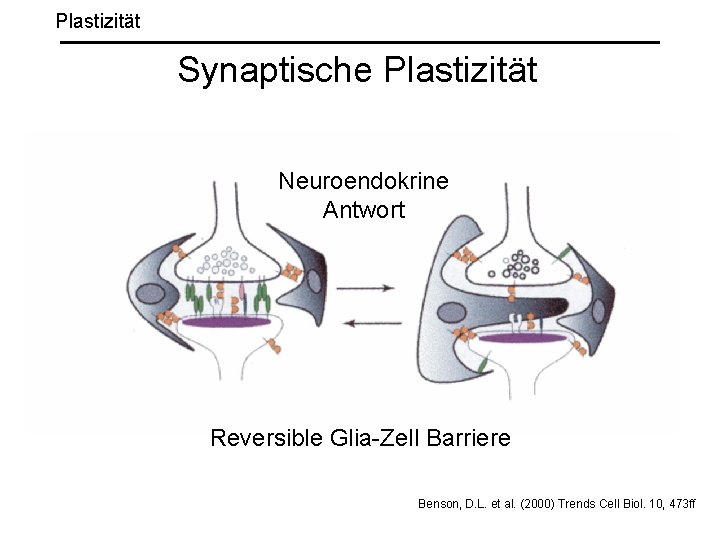 Plastizität Synaptische Plastizität Neuroendokrine Antwort Reversible Glia-Zell Barriere Benson, D. L. et al. (2000)