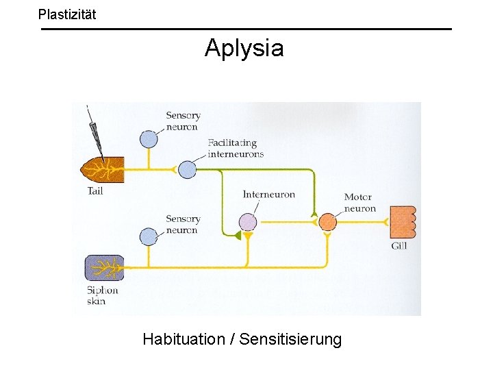 Plastizität Aplysia Habituation / Sensitisierung 