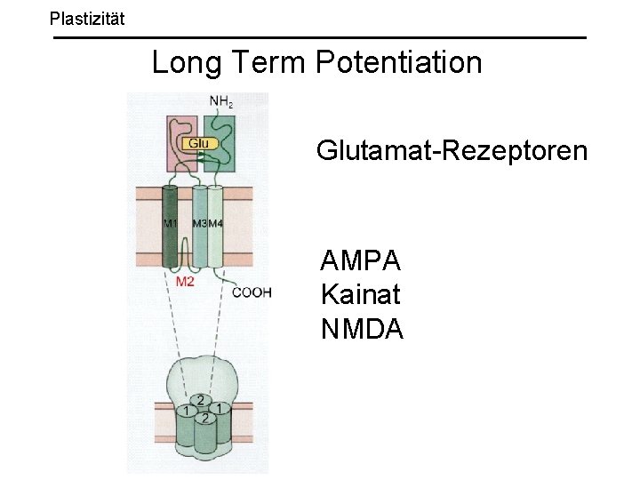 Plastizität Long Term Potentiation Glutamat-Rezeptoren AMPA Kainat NMDA 