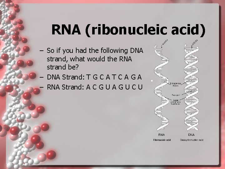 RNA (ribonucleic acid) – So if you had the following DNA strand, what would