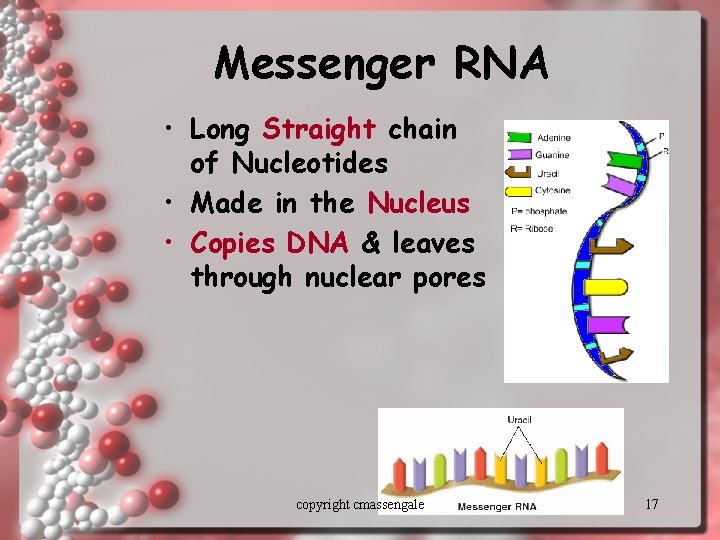 Messenger RNA • Long Straight chain of Nucleotides • Made in the Nucleus •