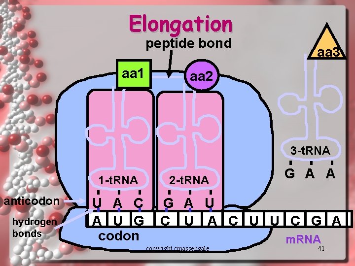 Elongation peptide bond aa 1 aa 3 aa 2 3 -t. RNA 1 -t.