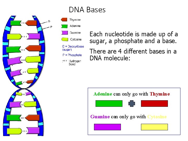 DNA Bases Each nucleotide is made up of a sugar, a phosphate and a DNA Bases Each nucleotide is made up of a sugar, a phosphate and a
