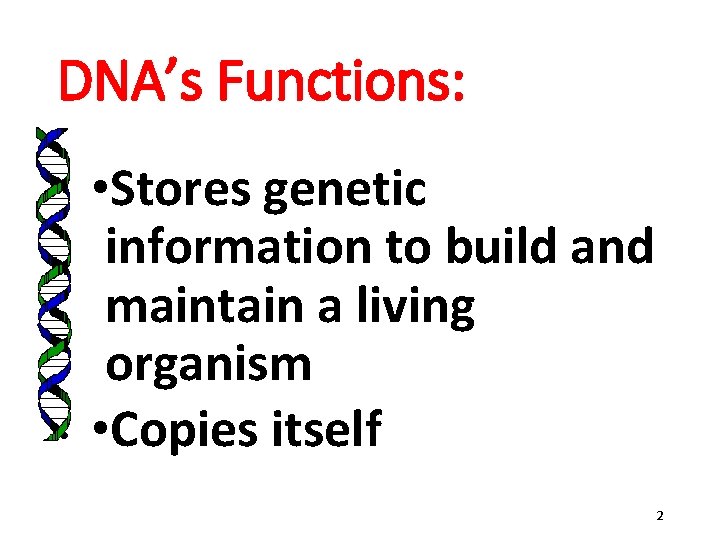 DNA’s Functions: • Stores genetic information to build and maintain a living organism • DNA’s Functions: • Stores genetic information to build and maintain a living organism •
