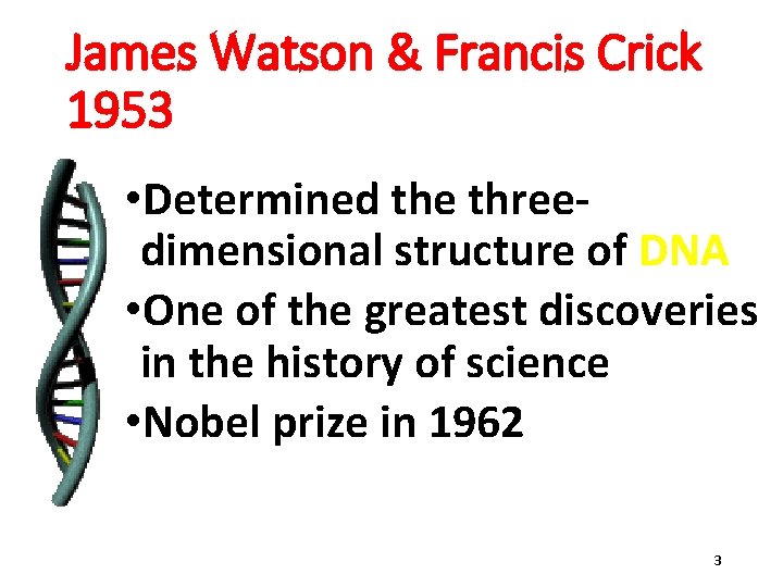 James Watson & Francis Crick 1953 • Determined the threedimensional structure of DNA • James Watson & Francis Crick 1953 • Determined the threedimensional structure of DNA •