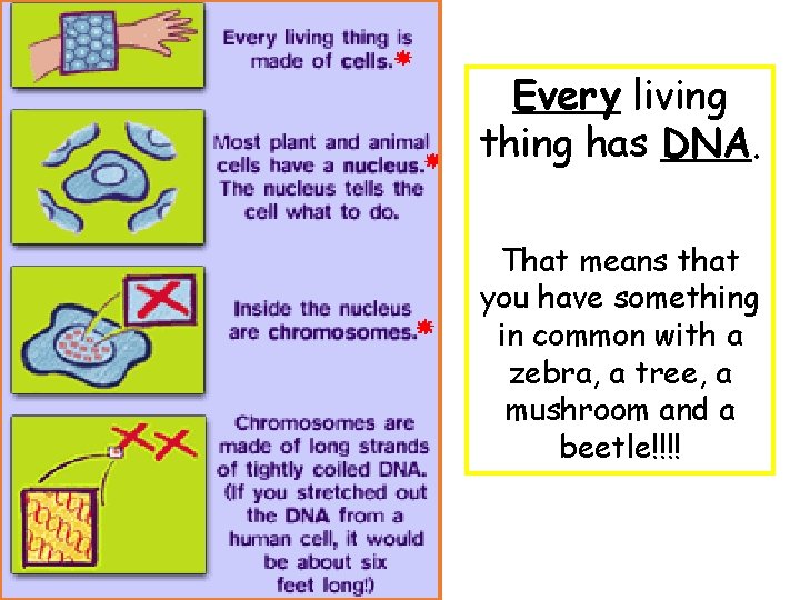 Every living thing has DNA. That means that you have something in common with Every living thing has DNA. That means that you have something in common with