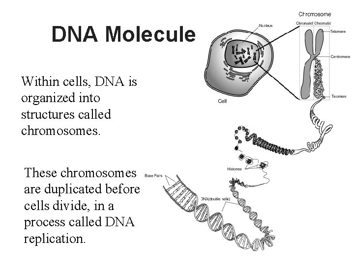 DNA Molecule Within cells, DNA is organized into structures called chromosomes. These chromosomes are DNA Molecule Within cells, DNA is organized into structures called chromosomes. These chromosomes are