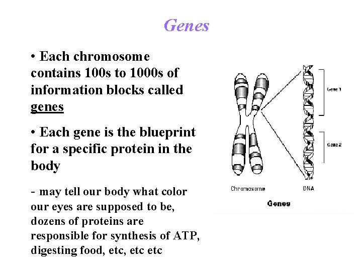 Genes • Each chromosome contains 100 s to 1000 s of information blocks called Genes • Each chromosome contains 100 s to 1000 s of information blocks called