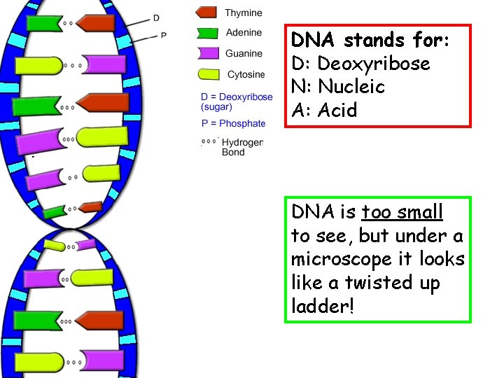 DNA stands for: D: Deoxyribose N: Nucleic A: Acid DNA is too small to DNA stands for: D: Deoxyribose N: Nucleic A: Acid DNA is too small to