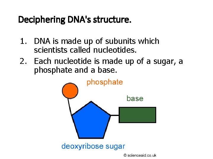 Deciphering DNA's structure. 1. DNA is made up of subunits which scientists called nucleotides. Deciphering DNA's structure. 1. DNA is made up of subunits which scientists called nucleotides.