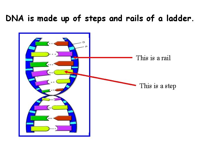 DNA is made up of steps and rails of a ladder. This is a DNA is made up of steps and rails of a ladder. This is a