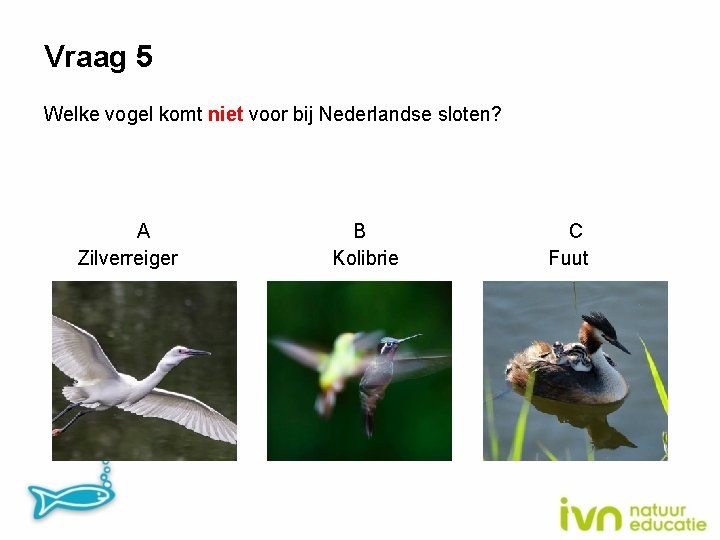 Vraag 5 Welke vogel komt niet voor bij Nederlandse sloten? A Zilverreiger B Kolibrie