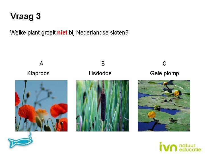 Vraag 3 Welke plant groeit niet bij Nederlandse sloten? A Klaproos B Lisdodde C