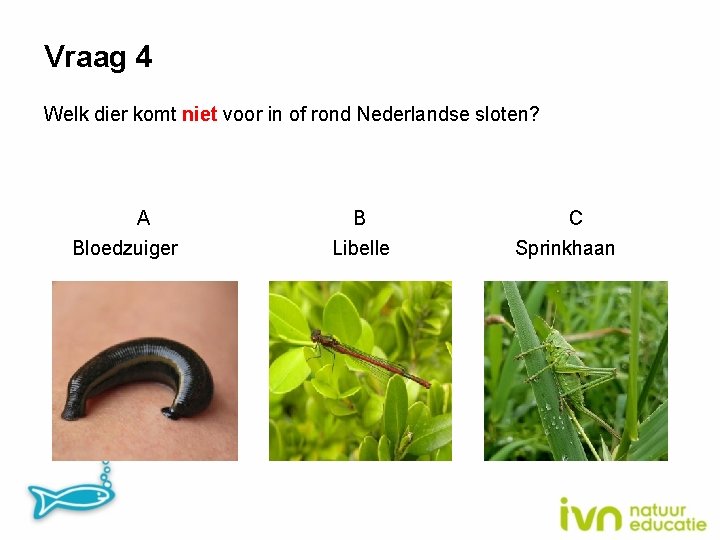 Vraag 4 Welk dier komt niet voor in of rond Nederlandse sloten? A Bloedzuiger
