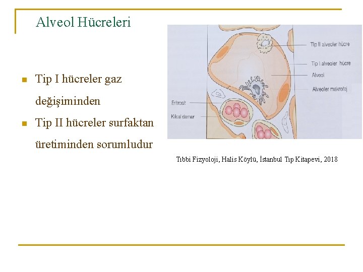 Alveol Hücreleri n Tip I hücreler gaz değişiminden n Tip II hücreler surfaktan üretiminden