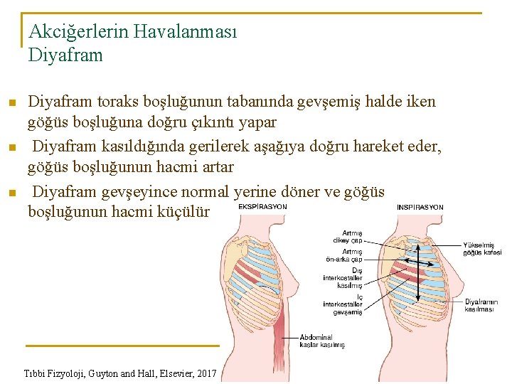 Akciğerlerin Havalanması Diyafram n n n Diyafram toraks boşluğunun tabanında gevşemiş halde iken göğüs